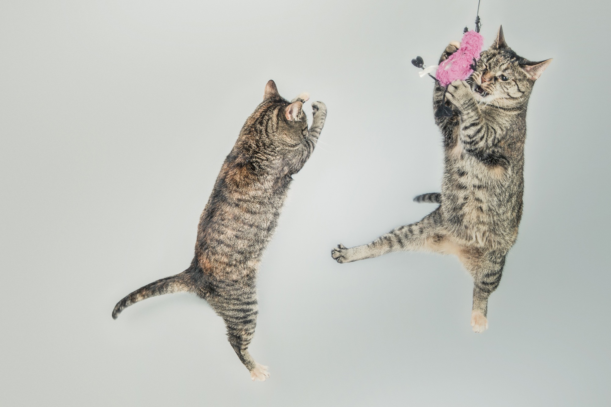 Bilde av to hoppende katter